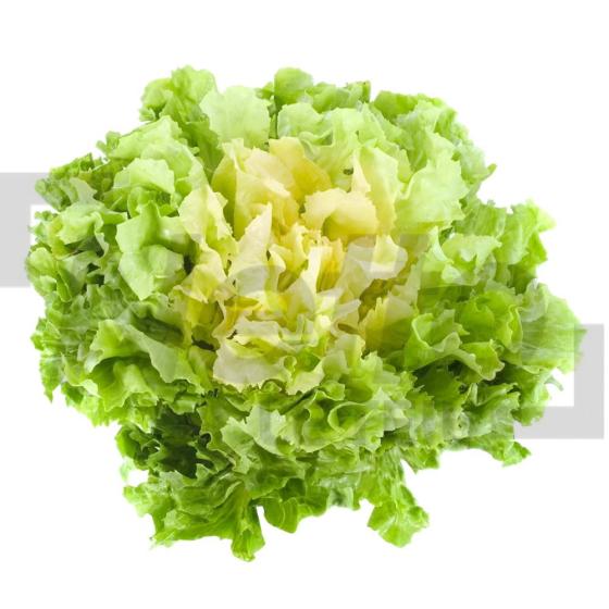 Salade Chicorée scarole à la pièce